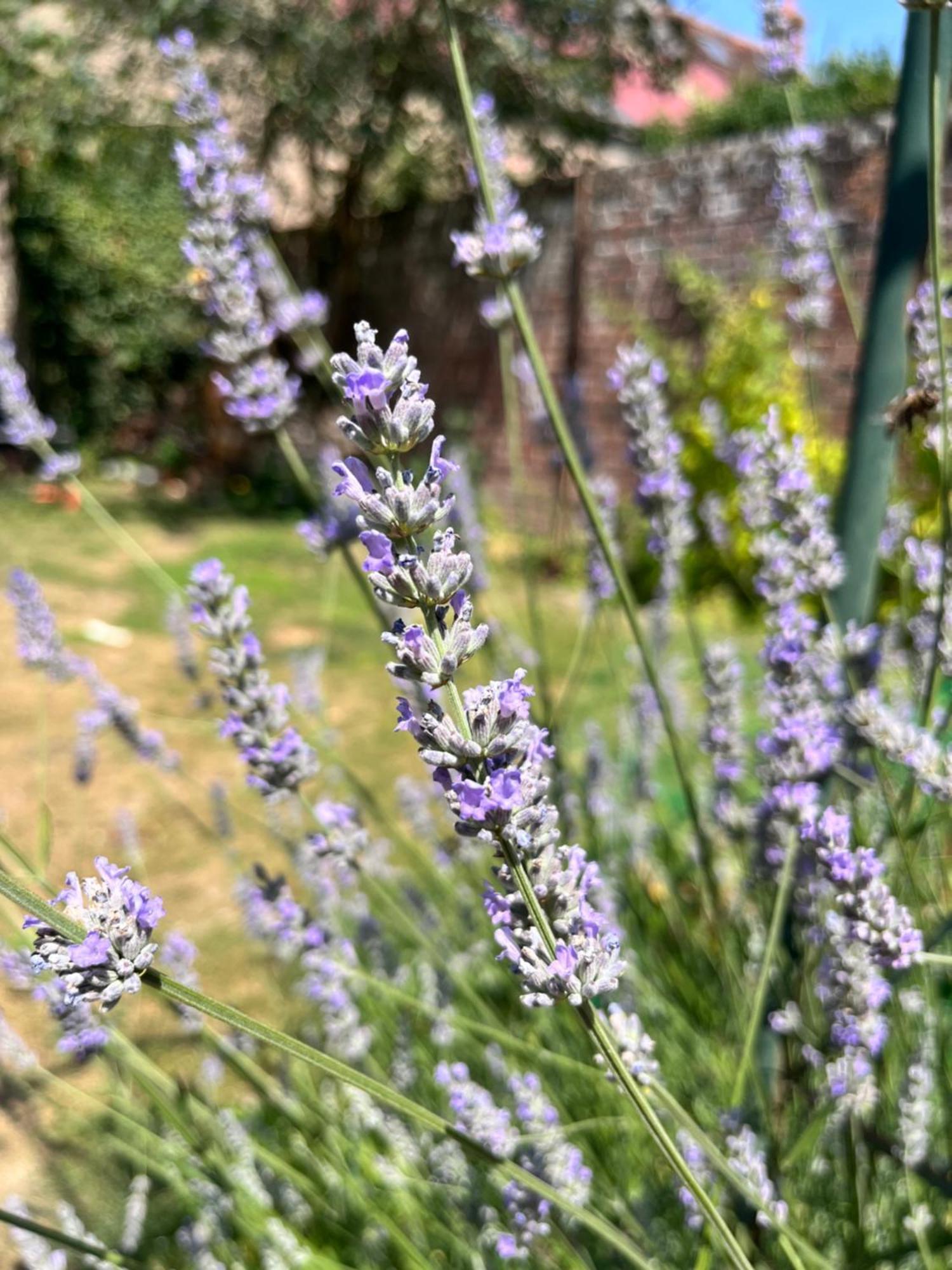 Maison Chaleureuse Avec Jardin - Pause Normande Sées المظهر الخارجي الصورة